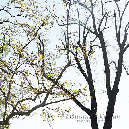 Early Spring #8221.2