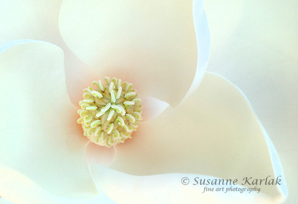 Magnolia #0896