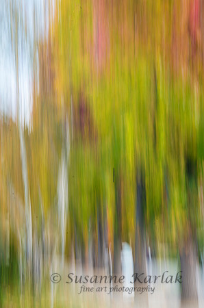 Painterly Liquidambars #8793.2
