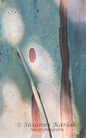Bark Detail #6775.5