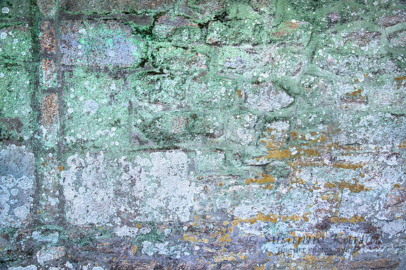 Wisdom in Green #6847