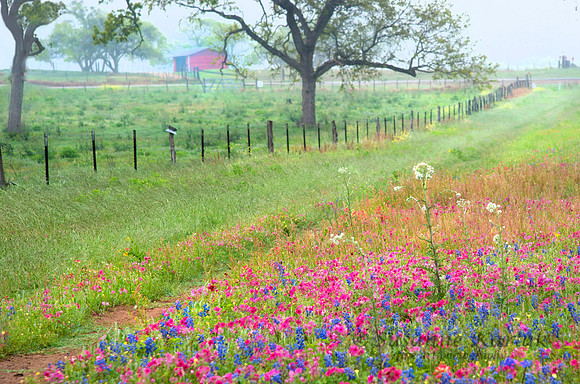 Hill country Scenic #9258.2