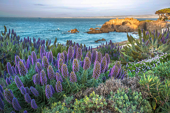 Pacific Grove Blooms #4240.2