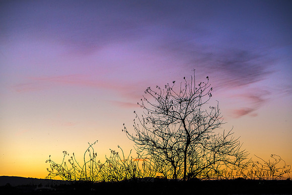 Purple Dusk #6990.2