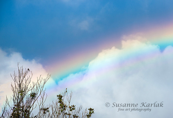 Bird and Rainbow #6731.2
