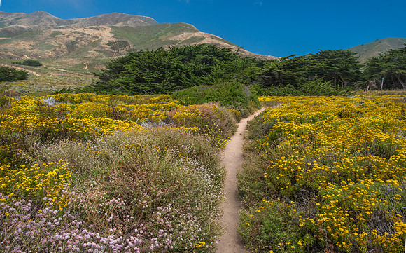 Garrapata Path #2631