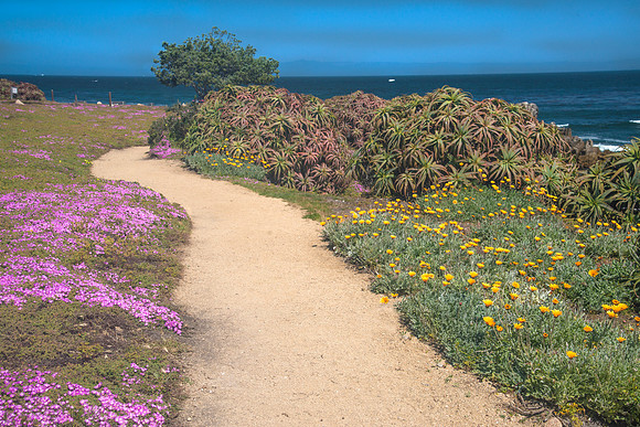 Pacific Grove Path #4737