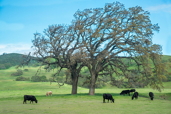Oaks and Cows #6915