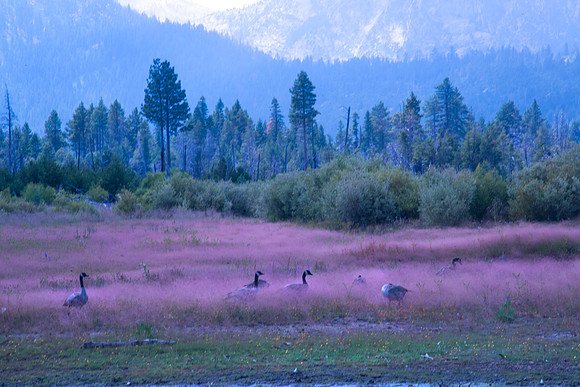 Geese in the Pink #7318