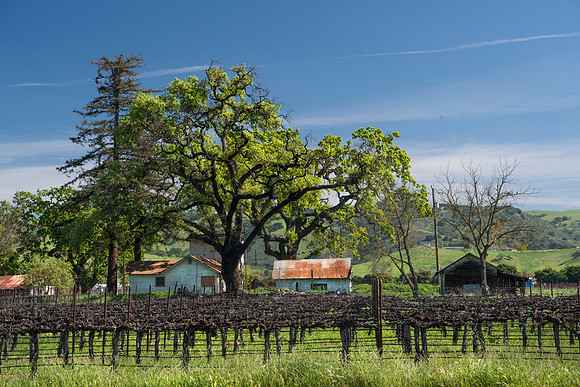 In the Vineyard #8032