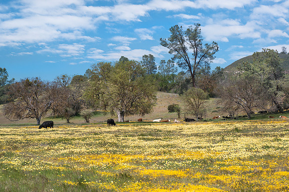 Carpet of Flowers  #8092