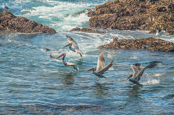 Pelicans Landing #0976.7