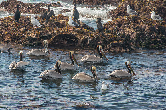 Pelican Reunion #1311