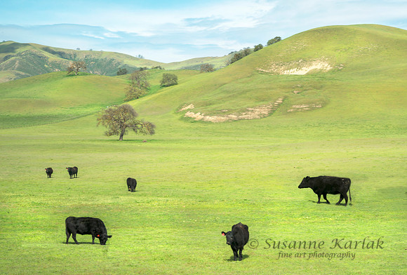 Happy Cows #6873.3