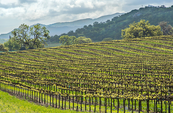 California Vineyard #8937.2