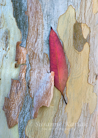 Red Leaf #5077