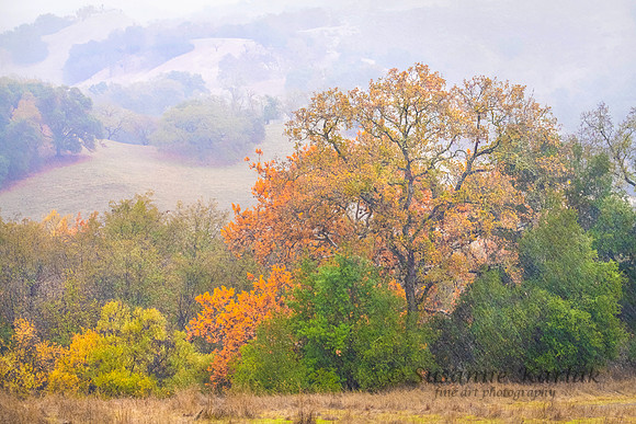 Sunol Park in Fall #2815