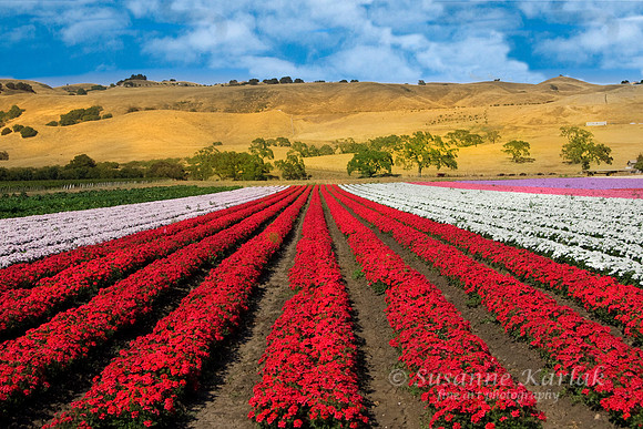 California Summer #471.4