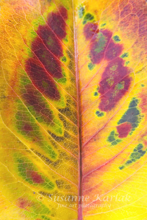 Tree in a Leaf #026