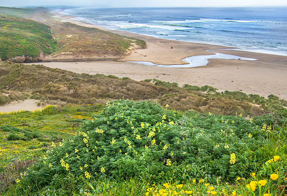 Point Reyes Glory #0353.3
