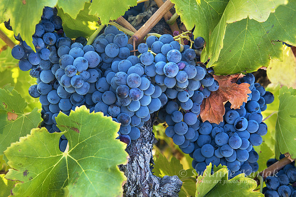 California Wine Crop #0592