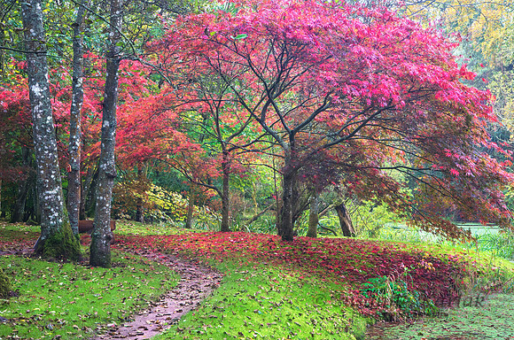 Path and Maple #8274.4