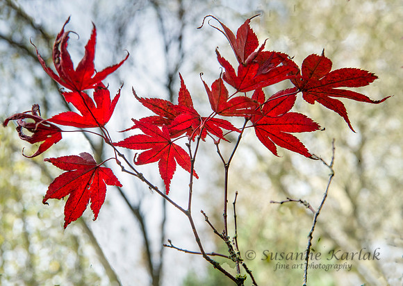 Dancing Maple Leaves #8553.2