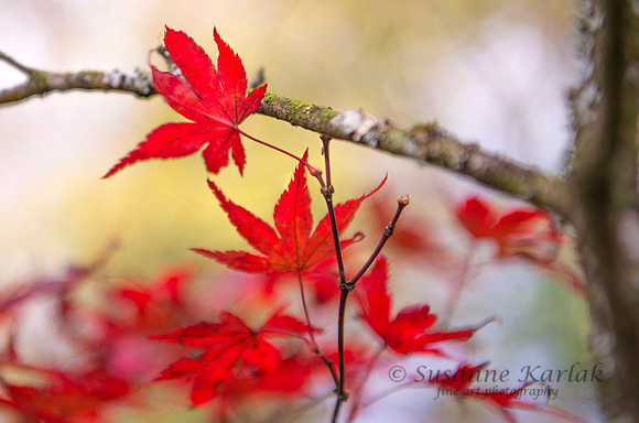Maple Leaves #8539.2