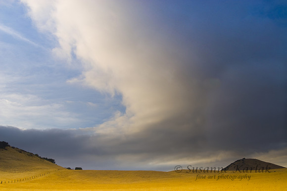 Summer Storm #272