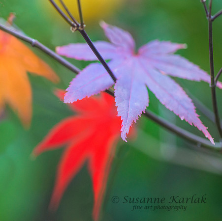 Colors of Maple