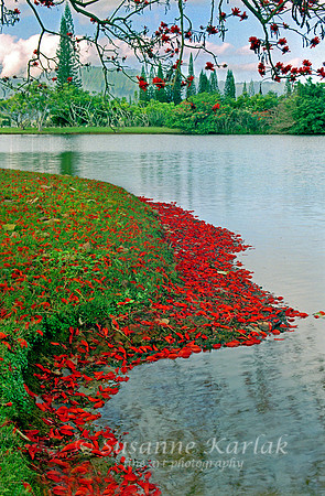 Poinciana Blossoms #9.207