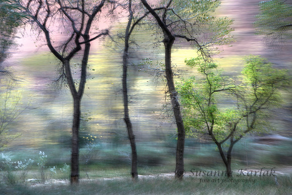 Painterly Zion Trees #1920.3