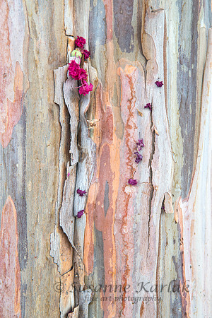 Crape Myrtle Bark with Flower #2671