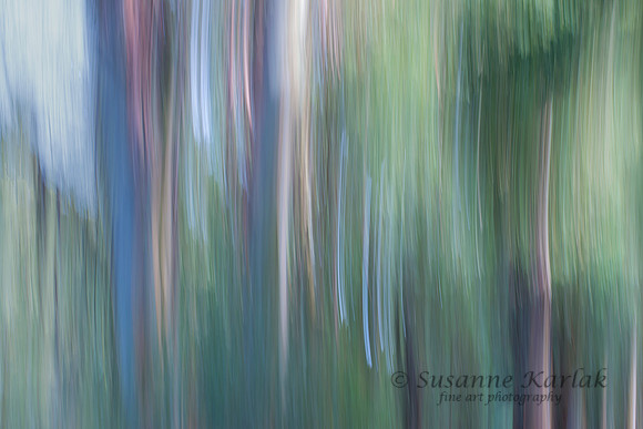 Painterly Eucalyptus Grove #2825