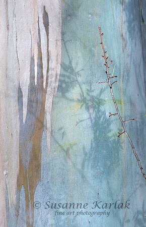 Eucalyptus Bark with Shadows #2905.2