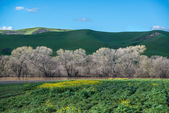 California Crops and Trees #3641