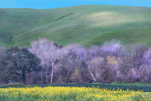 Mustard and Trees #3642