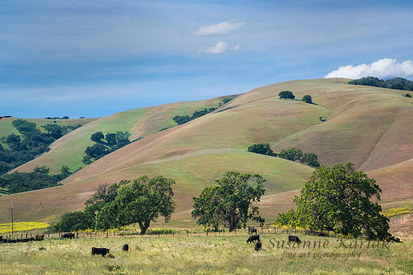 Cows, Hills and Oaks #5388.2