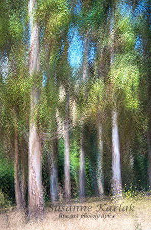 Painterly Eucalyptus #6261
