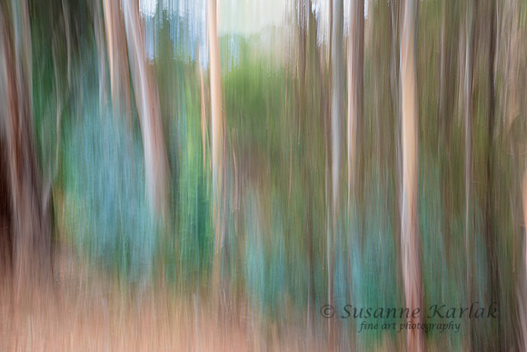 Painterly Eucalyptus #6574