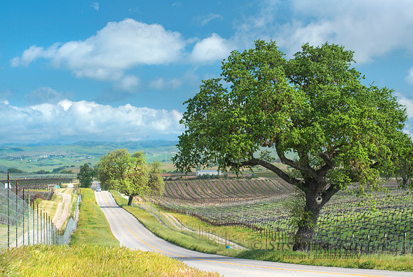 Country Road #8043.2