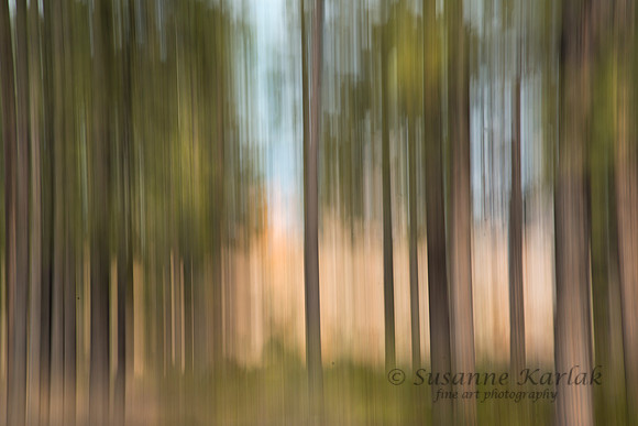 Painterly Bryce Trees #4119