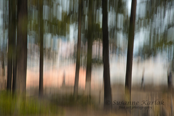 Painterly Bryce Trees #4144