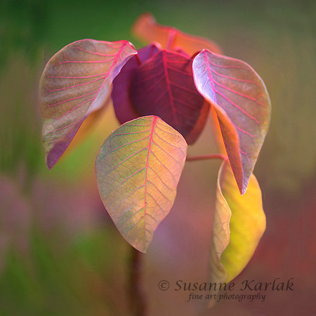 Nature's Palette #0965.3