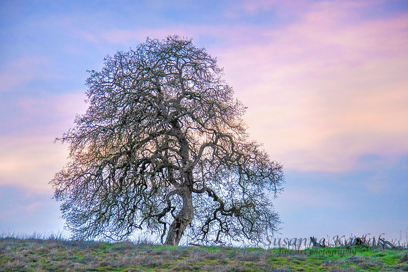 Oak at Sunset #4613