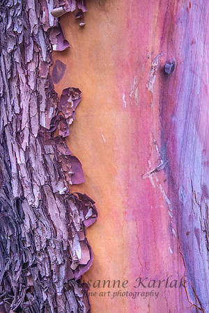 Madrone #7646