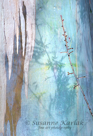 Eucalyptus Bark and Shadows #C2905.2