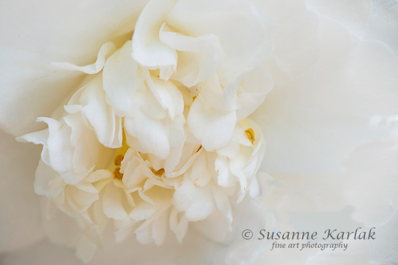 White Purity #3347.2
