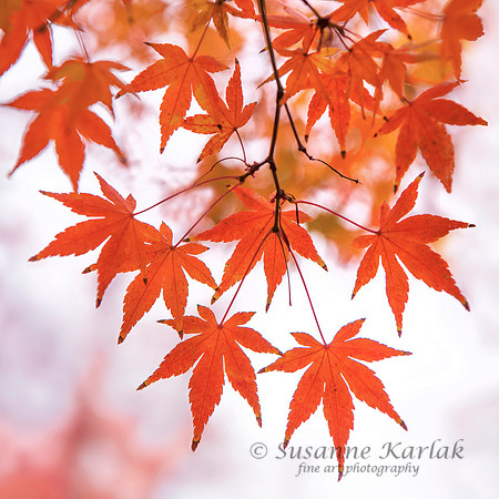 Autumn Maple #1196.6