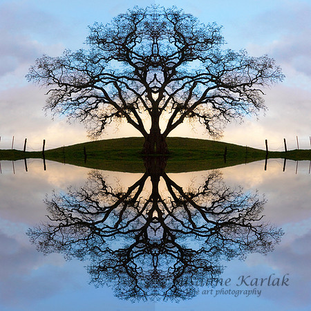 Winter Tree of Life #2